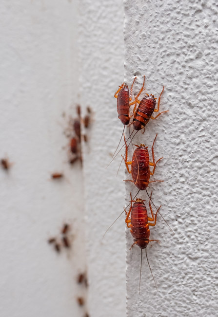 Extermination de coquerelle Bathurst