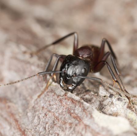 Exterminateur de fourmis Nouveau-Brunswick
