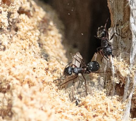 Exterminateur de fourmis charpentières Nouveau-Brunswick