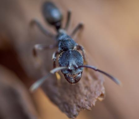 Assistance immédiate extermination fourmis Bathurst