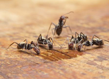 Extermination de fourmis Beresford