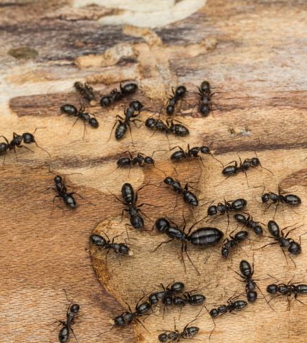 Exterminateur de fourmis charpentières Bathurst