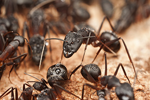 Exterminateur de fourmis charpentières Caraquet