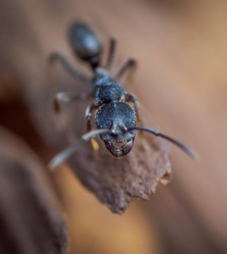Exterminateur de fourmis Tracadie-Sheila