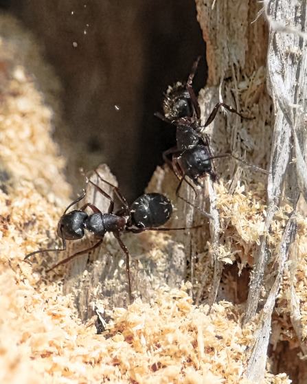 Garantie 1 an extermination de fourmis Miramichi