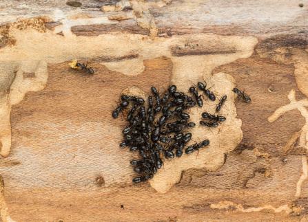 Extermination de fourmis Miramichi