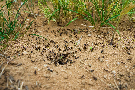 Ant Exterminator Neguac