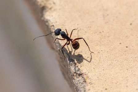 Extermination fourmis Néguac