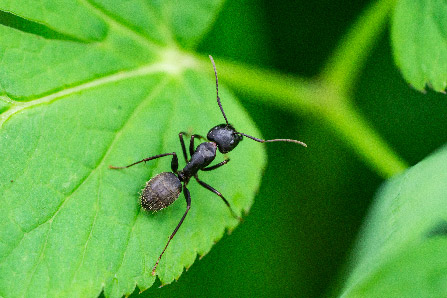 Ant exterminator Paquetville