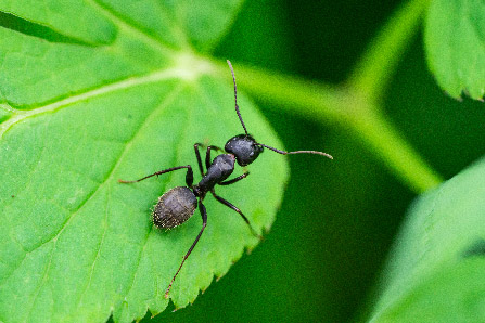Extermination fourmis Paquetville