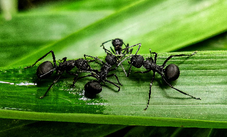 Extermination fourmis Paquetville